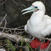 Red-footed Booby